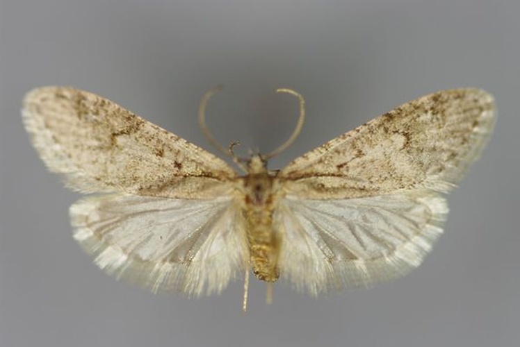 Semioscopis avellanella © Michael Kurz