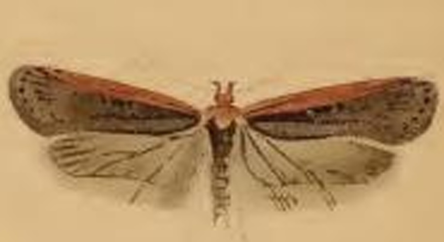 Depressaria pimpinellae © Stainton