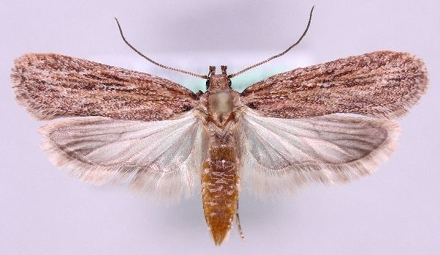 Depressaria daucella © Marko Mutanen, University of Oulu