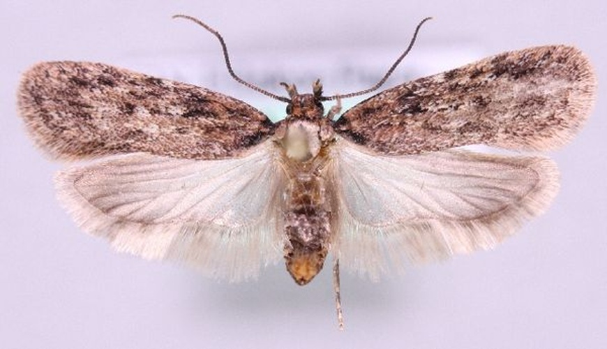 Depressaria chaerophylli &copy; Marko Mutanen, University of Oulu