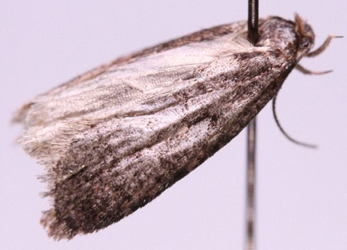 Agonopterix conterminella © Marko Mutanen, University of Oulu
