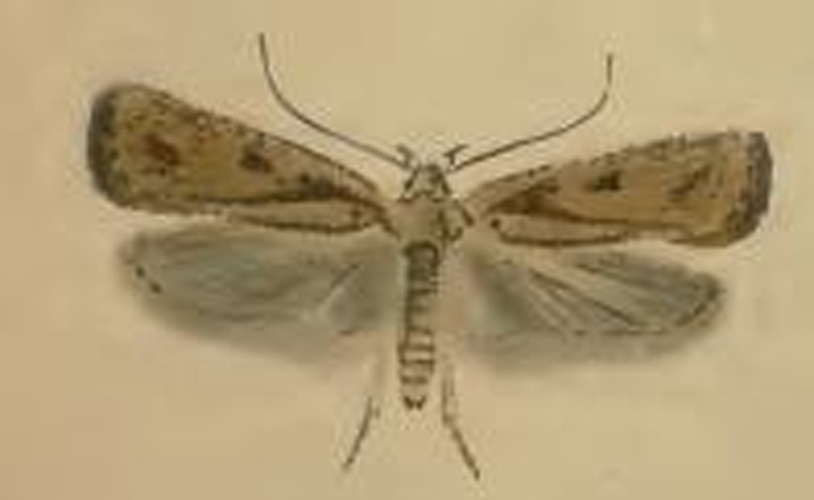 Agonopterix atomella © Stainton