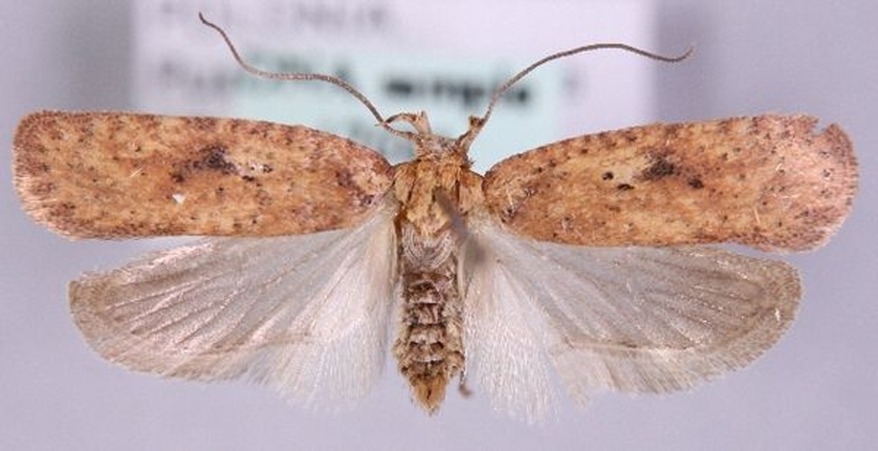 Agonopterix laterella © Marko Mutanen, University of Oulu