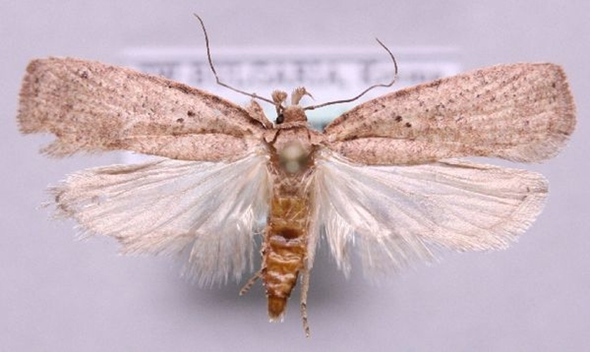 Agonopterix subpropinquella © Marko Mutanen, University of Oulu