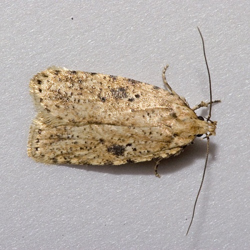 Agonopterix arenella © <a href="//commons.wikimedia.org/wiki/User:Olei" title="User:Olei">Olei</a>