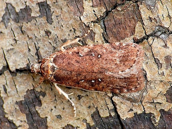 Agonopterix heracliana © <a rel="nofollow" class="external text" href="https://www.biolib.cz/en/person/id2823/">František ŠARŽÍK</a>