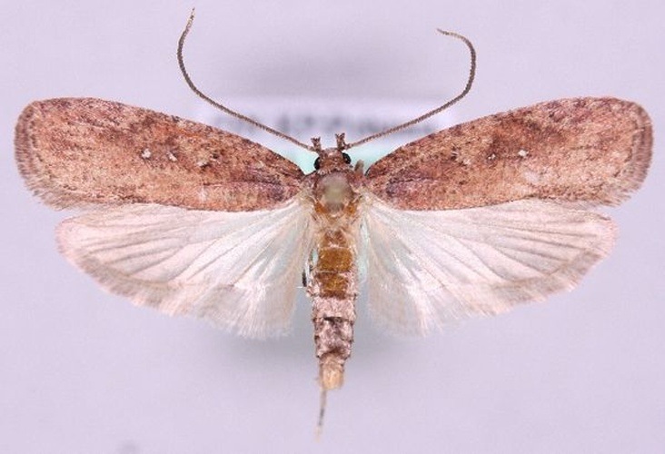 Agonopterix ciliella © Marko Mutanen, University of Oulu