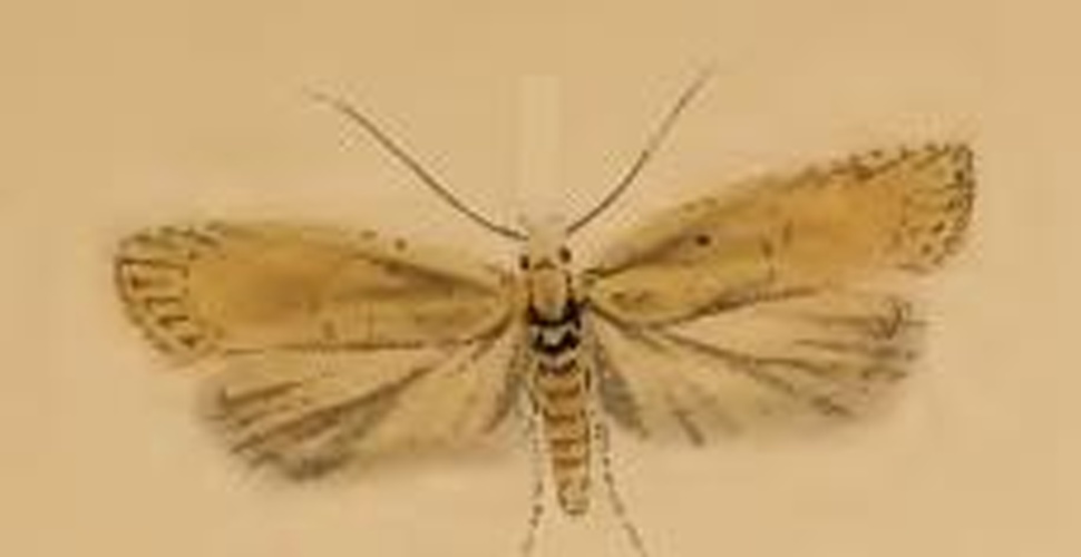 Agonopterix assimilella &copy; Stainton