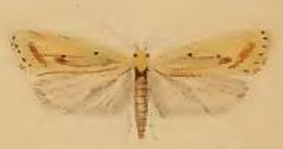 Agonopterix kaekeritziana &copy; Stainton