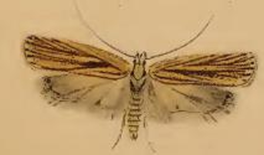 Agonopterix umbellana © Stainton