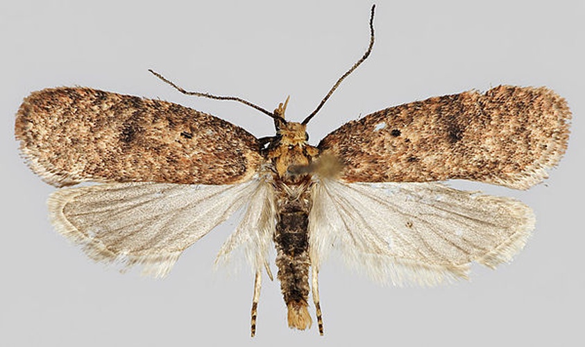 Agonopterix angelicella © J. Tyllinen