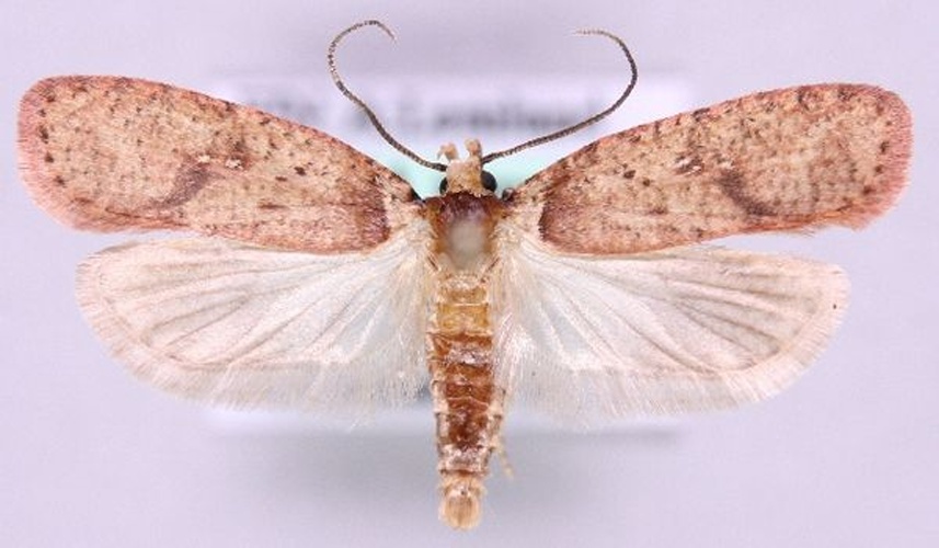 Agonopterix astrantiae © Marko Mutanen, University of Oulu
