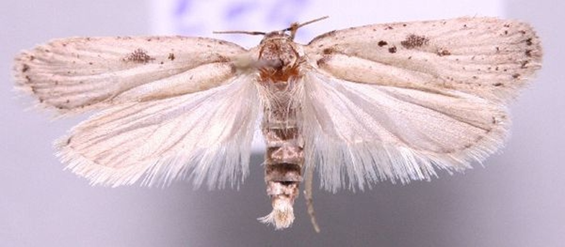 Agonopterix yeatiana © Marko Mutanen, University of Oulu