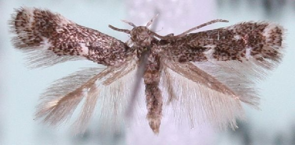 Elachista tetragonella © Marko Mutanen, University of Oulu