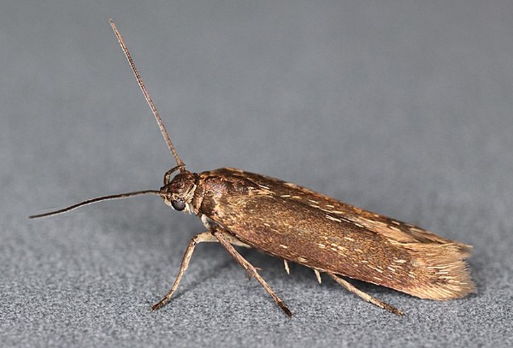 Scythris picaepennis &copy; <a rel="nofollow" class="external text" href="https://www.flickr.com/people/130093583@N04">Janet Graham</a>