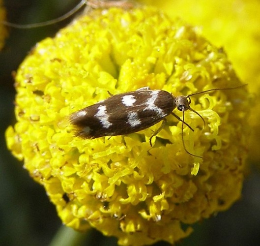 Scythris scopolella © <a href="//commons.wikimedia.org/wiki/User:H._Dumas" title="User:H. Dumas">H. Dumas</a>