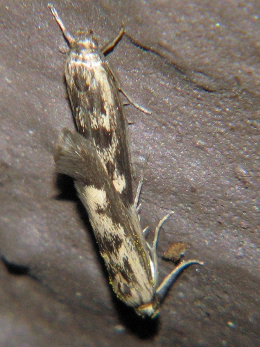 Scythris limbella &copy; J. Lång