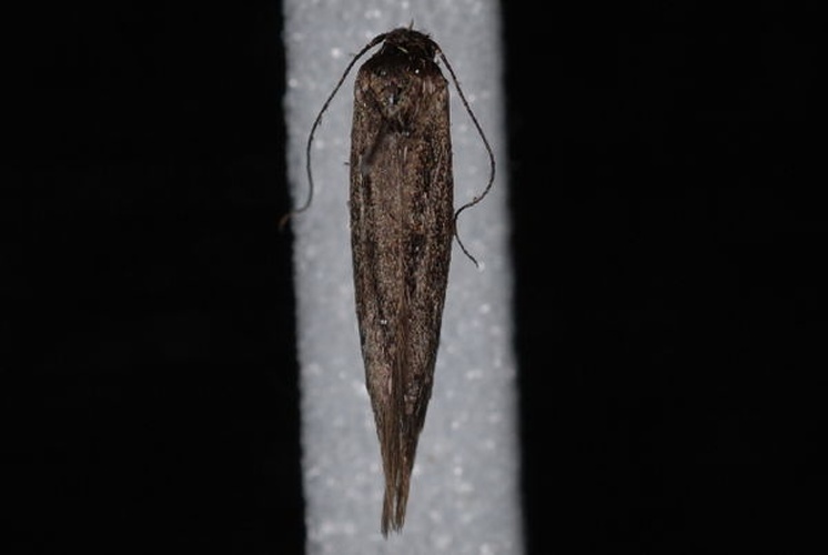 Scythris noricella &copy; Jeremy deWaard, University of British Columbia