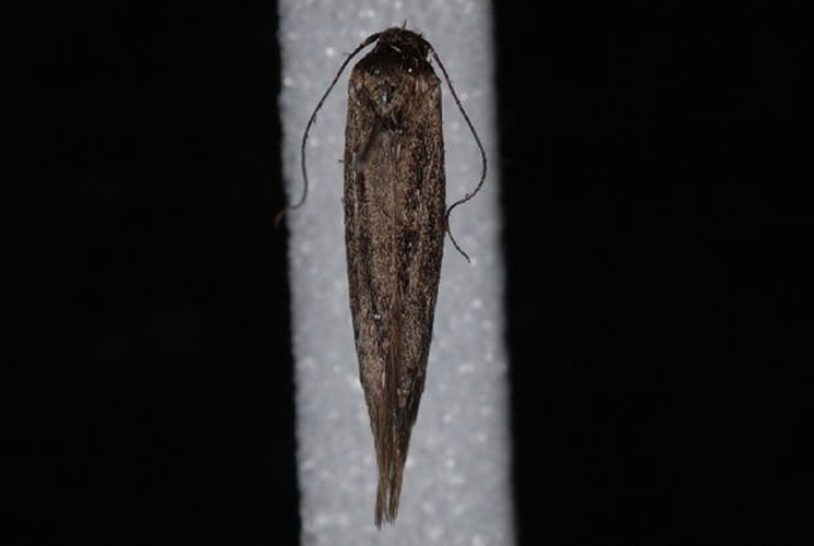 Scythris noricella © Jeremy deWaard, University of British Columbia