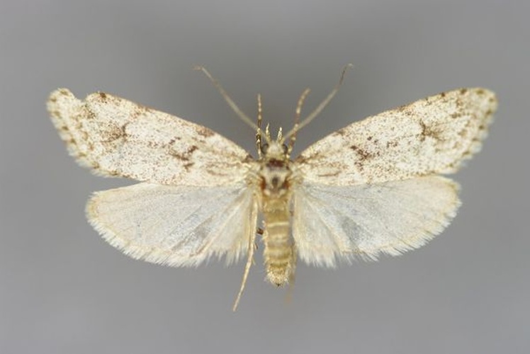 Diurnea fagella &copy; Michael Kurz