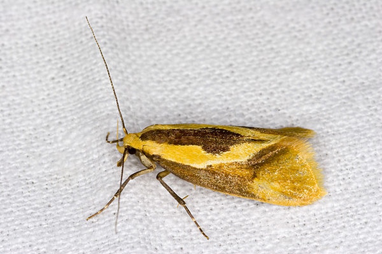 Harpella forficella &copy; picture taken by <a href="https://de.wikipedia.org/wiki/User:olei" class="extiw" title="de:User:olei">Olei</a>