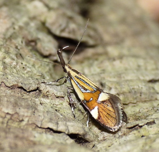 Alabonia geoffrella &copy; <a href="//commons.wikimedia.org/wiki/User:Lucarelli" title="User:Lucarelli">Lucarelli</a>