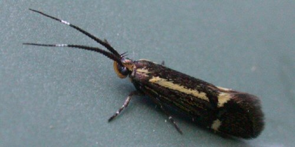 Esperia sulphurella © No machine-readable author provided. <a href="//commons.wikimedia.org/wiki/User:Keith_Edkins" title="User:Keith Edkins">Keith Edkins</a> assumed (based on copyright claims).