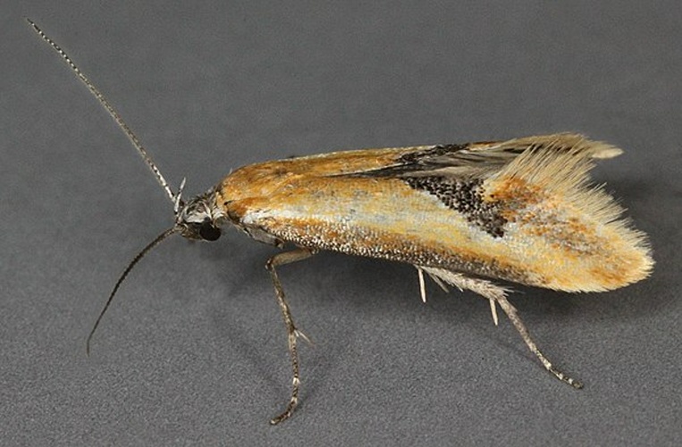 Batia lambdella © <a rel="nofollow" class="external text" href="https://www.flickr.com/people/130093583@N04">Janet Graham</a>