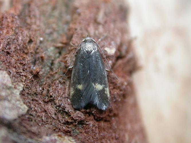 Borkhausenia minutella © <a rel="nofollow" class="external text" href="https://www.flickr.com/photos/dhobern/">dhobern</a>