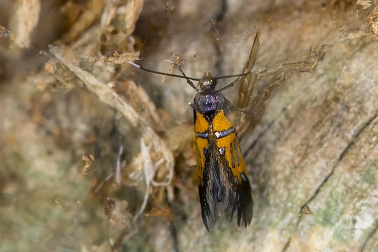 Schiffermuelleria schaefferella © <a href="//commons.wikimedia.org/wiki/User:Jerzystrzelecki" title="User:Jerzystrzelecki">Jerzy Strzelecki</a>