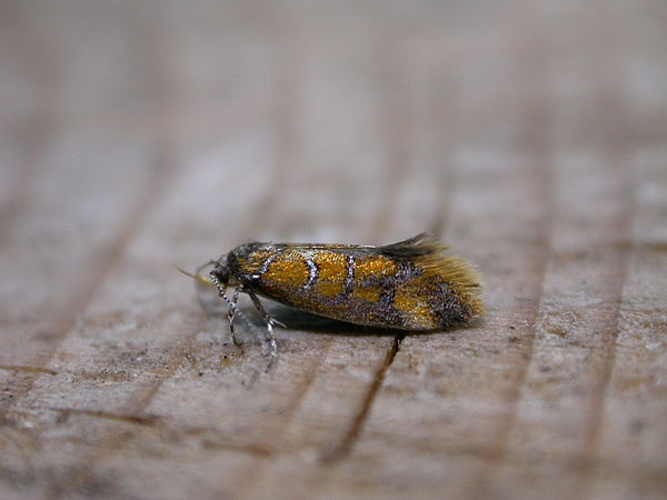 Bisigna procerella © dhobern