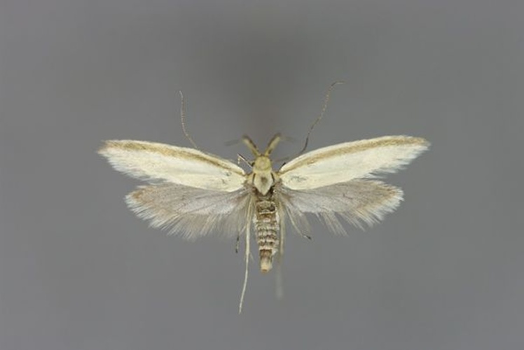 Pleurota pyropella © Michael Kurz