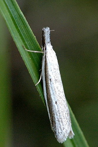Pleurota bicostella &copy; James K. Lindsey