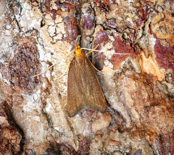 Eurodachtha pallicornella &copy; <a rel="nofollow" class="external text" href="https://www.flickr.com/people/33398884@N03">Ben Sale</a> from UK