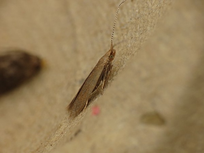 Coleophora flavipennella © <a rel="nofollow" class="external text" href="https://www.flickr.com/people/25401497@N02">Donald Hobern</a> from Copenhagen, Denmark
