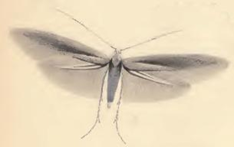 Coleophora vitisella &copy; Stainton