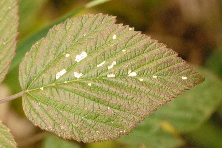 Coleophora potentillae © James K. Lindsey