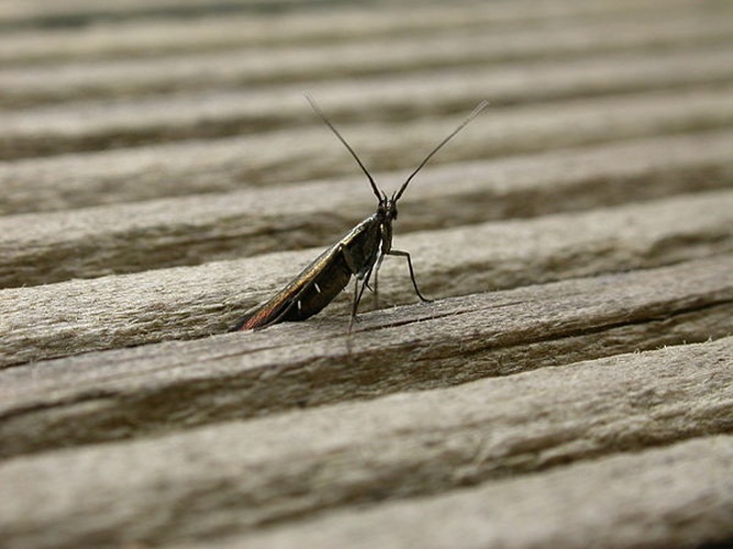 Coleophora alcyonipennella © <a rel="nofollow" class="external text" href="https://www.flickr.com/people/25401497@N02">Donald Hobern</a>
