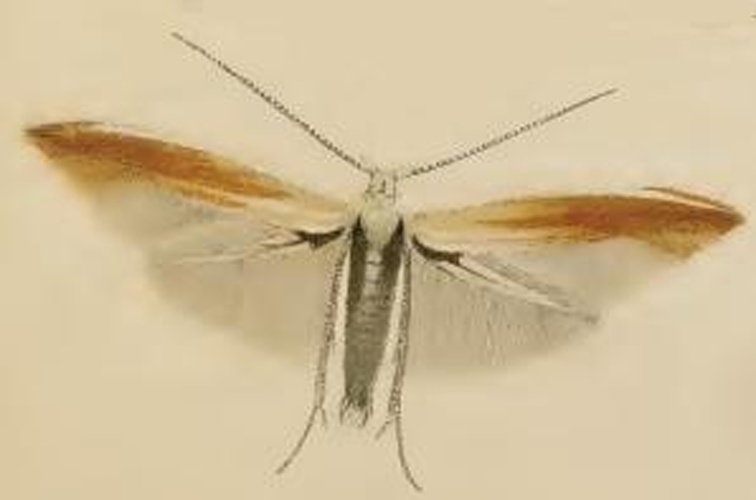 Coleophora colutella © Stainton