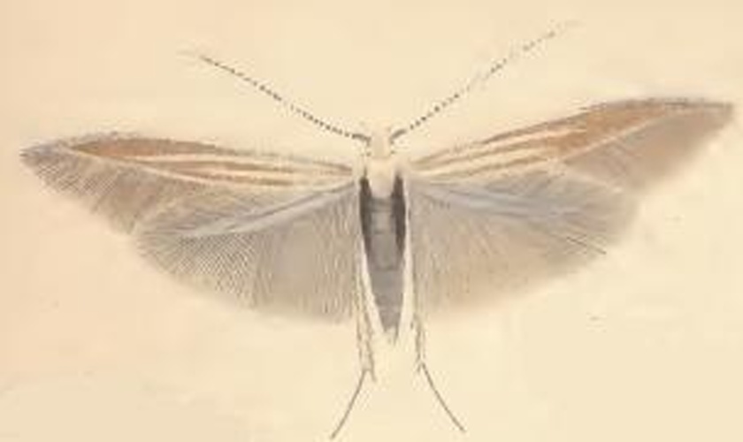 Coleophora trifariella © Stainton