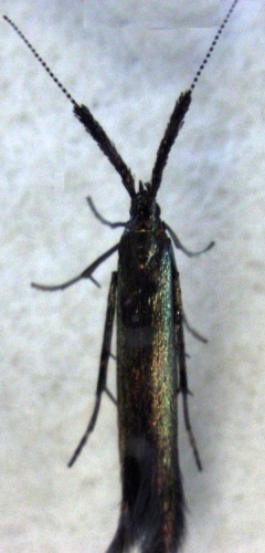 Coleophora mayrella © S.E. Thorpe