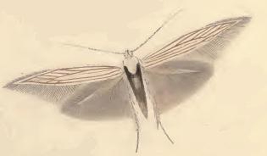 Coleophora auricella © Stainton