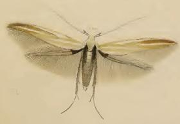 Coleophora cracella © Stainton