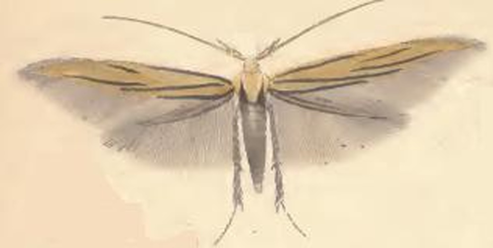 Coleophora ochrea &copy; Stainton