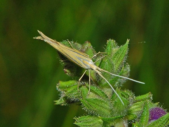 Coleophora ornatipennella &copy; <a href="//commons.wikimedia.org/wiki/User:Hectonichus" title="User:Hectonichus">Hectonichus</a>