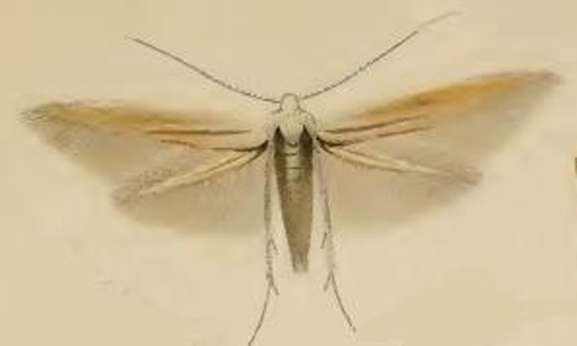 Coleophora caespititiella &copy; Stainton