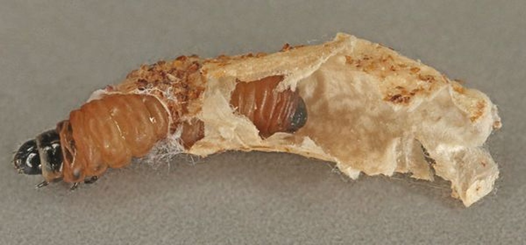 Coleophora alticolella © <a rel="nofollow" class="external text" href="https://www.flickr.com/people/130093583@N04">Janet Graham</a>