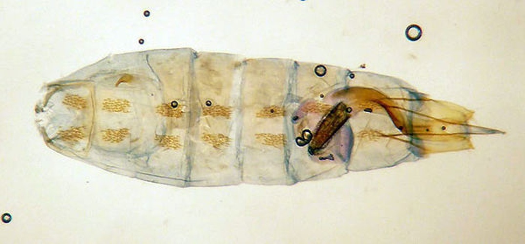 Coleophora vestianella © SIP Haapala