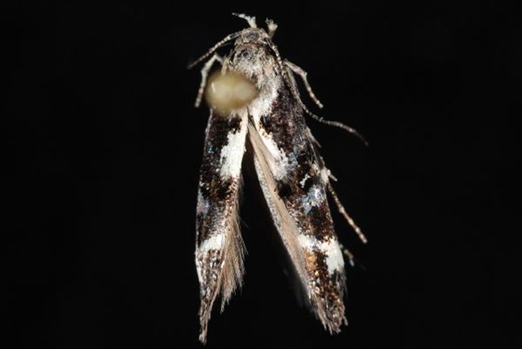 Mompha conturbatella © Jeremy deWaard, University of British Columbia