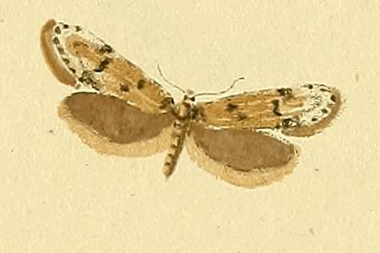 Symmoca signella © HÜBNER
